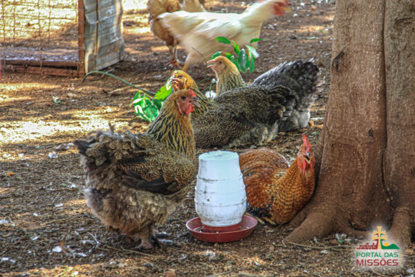 Ingresso Fazenda Paraíso -  São Miguel das Missões
